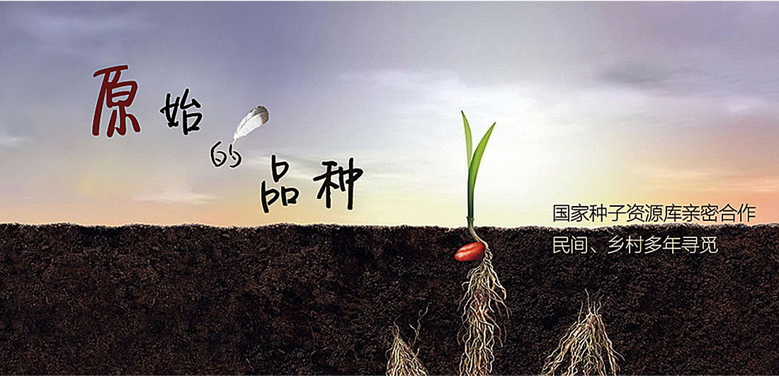 蔬菜非转基因，老品种种子播撒到私家菜园